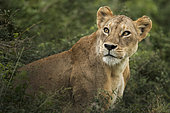 Lion (Panthera leo), Portrait de lionne, Parc national de Tsavo, Kenya