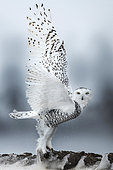 Canadian snowy owl (Bubo scandiacus) taking off, Quebec, Canada