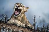 Lion (Panthera leo) Laughing cub, Tsavo National Park, Kenya