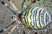 Wasp spider (Argiope bruennichi) reflected inside drops od dew on the web, Luzzara, Reggio Emilia, Italy