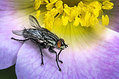 Flesh fly (Sarcophaga carnaria) on a flower