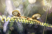 Two Snails on a climbing plant, Luzzara, Reggio Emilia, Italy