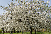 Cherry 'Royale Tardive', Prunus avium 'Royale Tardive', in bloom