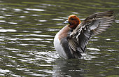 Eurasian Wigeon (Anas penelope) male on the water, Loire estuary, Pays de Loire, France