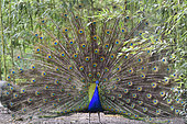 Indian Peafowl (Pavo cristatus) male displaying, Pays de Loire, France