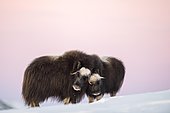 Musk oxes (Ovibos moschatus), mother with young animal in the evening light, Dovrefjell Sunndalsfjella National Park, Norway, Europe
