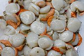 Scallop nuts (Pecten maximus) at the fish market of Fécamp fishing port, Normandy, France