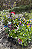 Various plants in pots and buckets before planting, spring, Pas de Calais, France