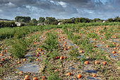 Field of (Cucurbita maxima "potimarron"), autumn, Pas de Calais, France