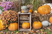 Decoration for Halloween, Pumpkins, Chrysanthemums and Heather in a garden, autumn, Germany
