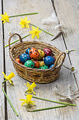 Colorful quail eggs for Easter, in a wicker basket and daffodils.