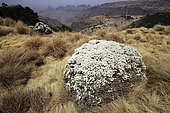 Ethiopian Helichrysum (Helichrysum setrespinum), Simien Park, Chennek, Ethiopia