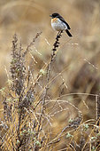 Rusty-breasted Wheatear (Oenanthe bottae frenata), Balé Mountains Park, Dinsho, Ethiopia
