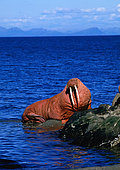Pacific Walrus (Odobenus rosmarus divergens) on shore, Alaska, USA