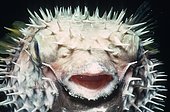 Longspined porcupinefish (Diodon holocanthus) inflated at night, China