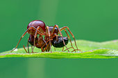 A ground ant-eater spider (Mallinella sp.) prey on yellow ant (Camponotus sp.).