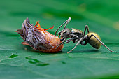 Golden spiny ant (Polyrhachis sp.) scavanging prey left by spider.