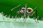 Ant-mimicking Jumping Spider (Myrmarachne maxillosa) on back of a leaf.