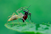 Common garden lynx spider (Oxyopes lineatipes) catching aedes mosquito.