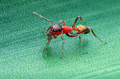 Female weaver-ant-mimicking jumping spider (Myrmarachne plataleoides) with prey.