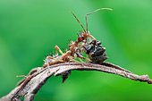 An assassin bug (Reduviidae) with prey, a horned treehopper (Membracidae).