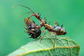 An assassin bug (Reduviidae) with prey, a horned treehopper (Membracidae).