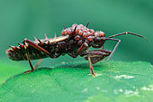 Assassin bug (Reduviidae) infested with parasitic mites (Varroidae).