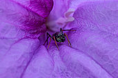 A female ant-mimicking jumping spider (Myrmarachne cornuta) hiding inside purple flower.