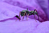 A female ant-mimicking jumping spider (Myrmarachne cornuta) on purple flower petal.