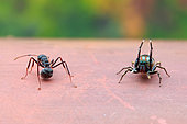 A female jumping spider (Siler semiglaucus) catching, an ant (Dolichoderus sp.).