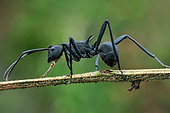 Black spiny ant (Polyrhachis sp.) on a small branch.