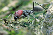 Low angle shot of a big ant (Camponotus singularis) major.