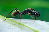Profile shot of a male ant-mimicking jumping spider (Myrmarachne sp.)