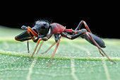 Profile shot of a male ant-mimicking jumping spider (Myrmarachne sp.)