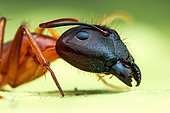 Yellow ant (Camponotus sp.) head shot.