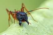 Yellow ant (Camponotus sp.) head shot.
