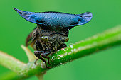 Horned treehopper (Centrotypus sp)