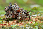 Assassin bug (Reduvius sp.) also known as masked hunter.