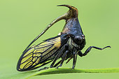 Profile shot of a treehopper (Leptobelus sp.)