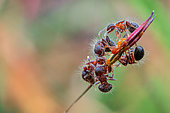 A group of ants (Meranoplus sp.) tending aphids (Aphidoidea) on grass chute.