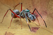A male ant-mimicking jumping spider (Myrmarachne sp.)