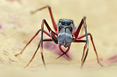 A male ant-mimicking jumping spider (Myrmarachne sp.)