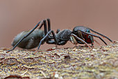 Profile shot of a female ant-mimicking jumping spider (Myrmarachne sp.)