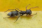 High angle shot of a female ant-mimicking jumping spider (Myrmarachne sp)