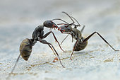 One ant pulling another ant's antenna (Dolichoderus sp)
