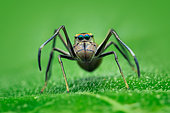 Portrait shot of a ant-mimicking jumping spider (Myrmarachne maxillosa)