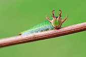 Dragon-like head of Nawab butterfly's caterpillar (Polyura sp)