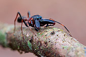 A male ant-mimicking jumping spider (Myrmarachne sp.) on tree branch.