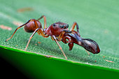 A male ant-mimicking jumping spider (Myrmarachne sp.)