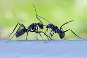 Fourmi charpentière (Camponotus sp., sous-genre Myrmosericus) tirant l'antenne d'une congénère